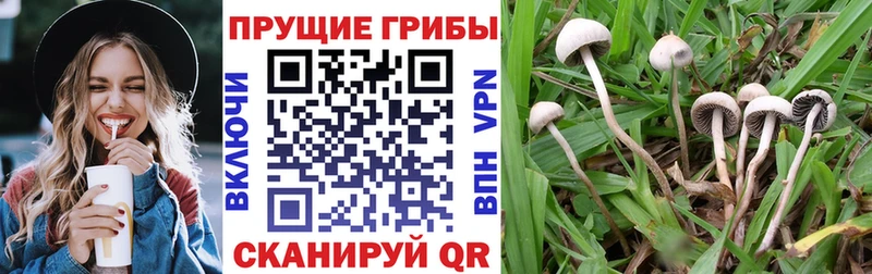 наркотики  Талдом  Галлюциногенные грибы Magic Shrooms 